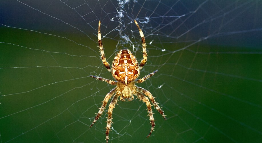 What Diseases Does Spider Bite Cause?