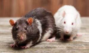 What Do Professionals Use for Pest Control