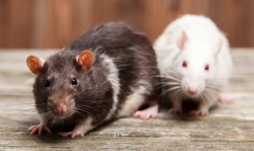 What Do Professionals Use for Pest Control