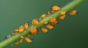 What Kills Aphids Instantly