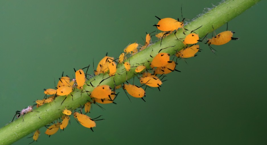 What Kills Aphids Instantly