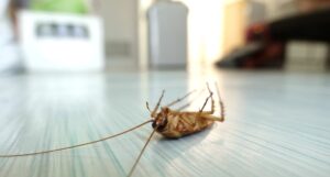 What Kills Cockroaches Instantly?