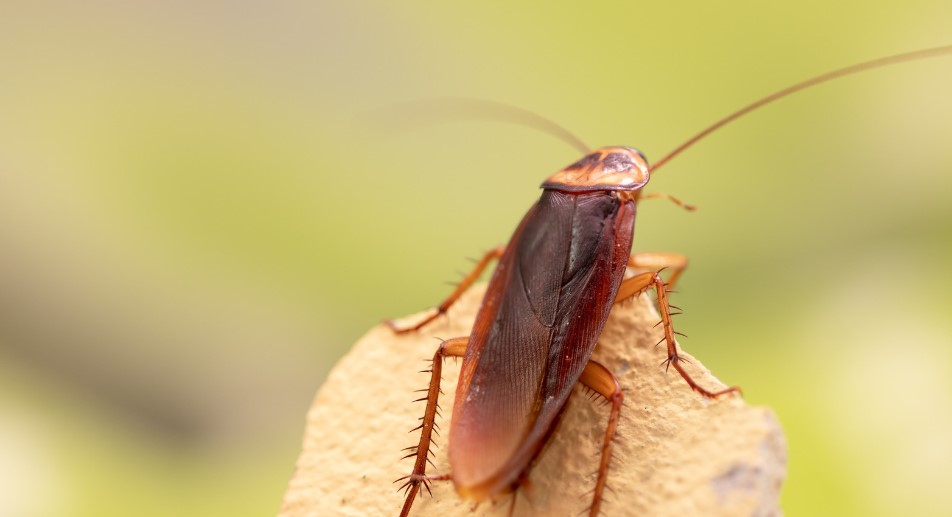 What Kills Cockroaches Instantly?