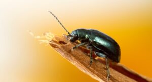 What Kills Fleas in Carpet Naturally?