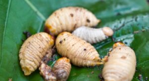What Kills Maggots Instantly