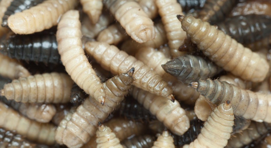 What Kills Maggots Instantly