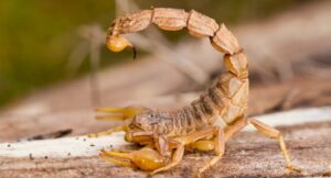 What Kills a Scorpion Instantly