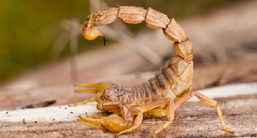 What Kills a Scorpion Instantly