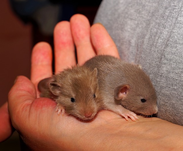 Welche Geräusche machen Ratten