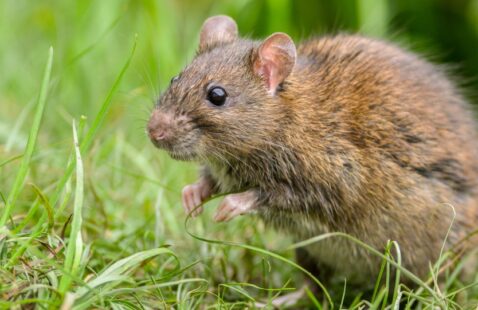 What Pests Are Attracted to Moisture?