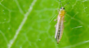 What Plants Are Most Affected by Thrips
