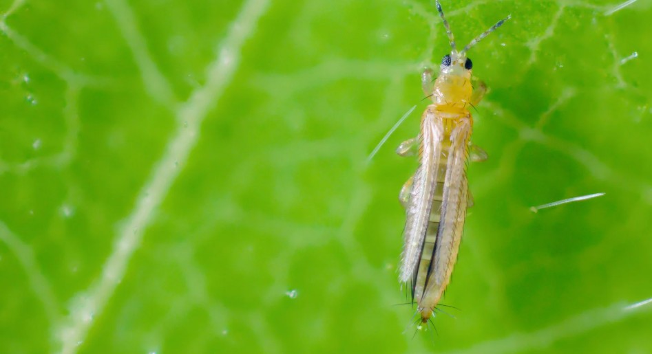 What Plants Are Most Affected by Thrips