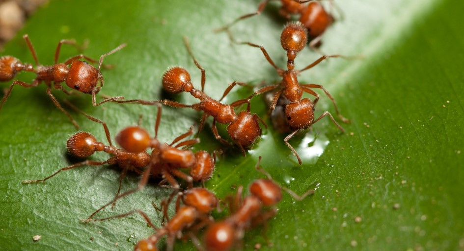 What Scent Do Insects Hate