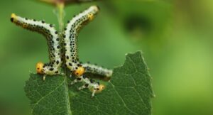 What Season Are Pests Most Active