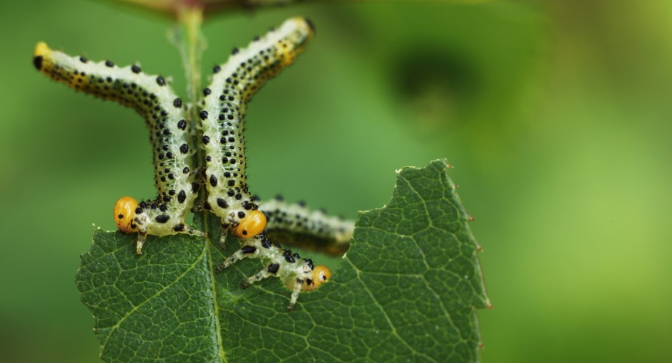What Season Are Pests Most Active