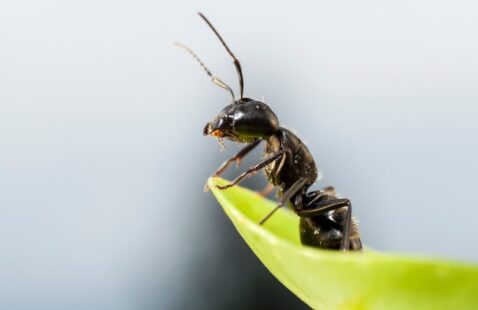 What Smell Do Carpenter Ants Hate?
