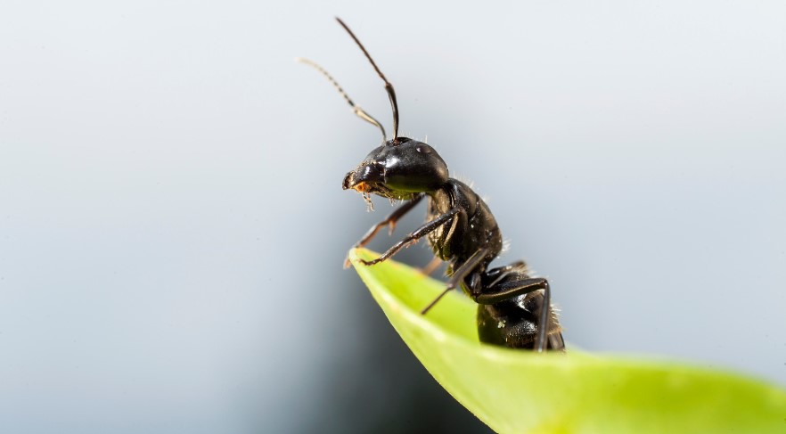What Smell Do Carpenter Ants Hate?