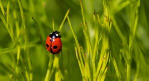 What Smell Do Ladybugs Hate