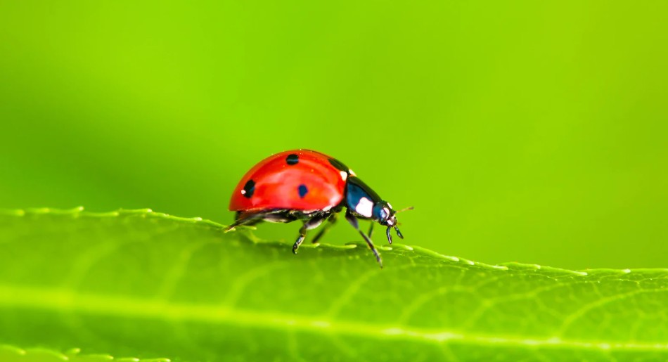 What Smell Do Ladybugs Hate