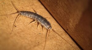 What Smell Do Silverfish Hate