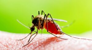 What Smell Keep Mosquito Away