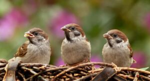 What Smells Deter Birds from Nesting