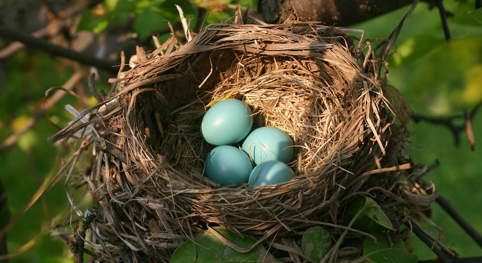 What Smells Deter Birds from Nesting