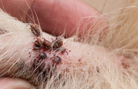 What You Should Know About Flea and Tick Season?