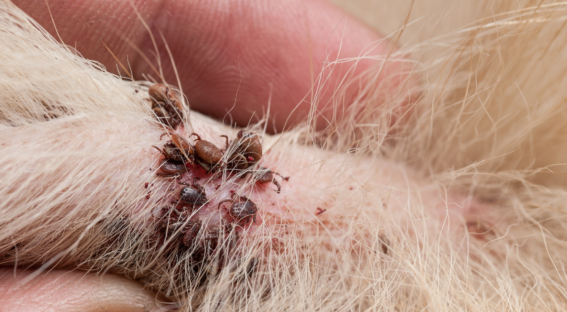 What You Should Know About Flea and Tick Season