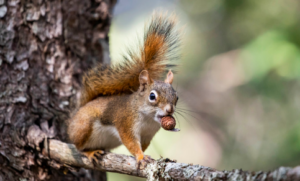 What are American Red Squirrels