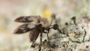 What are Drain Flies and How to get rid of them