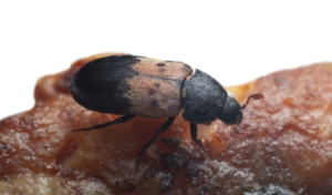 Hva er Larder Beetles