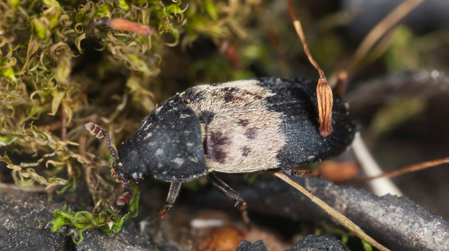 Hva er Larder Beetles og hvordan bli kvitt dem?