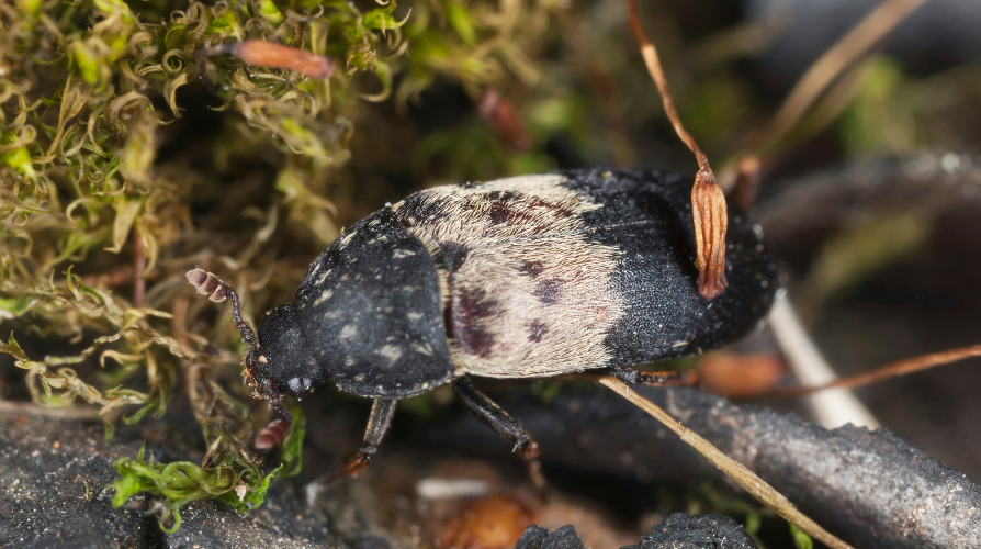 What are Larder Beetles and How to Get Rid of Them?