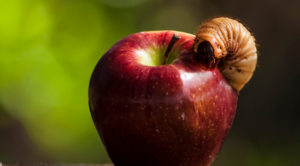 What are Maggots and How to Get Rid of Them