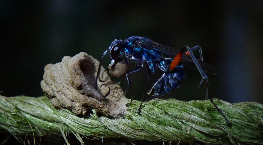 What are Mud Daubers and How to Get Rid of Them