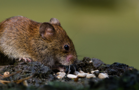 What are Rodent Droppings and Why are They Dangerous?