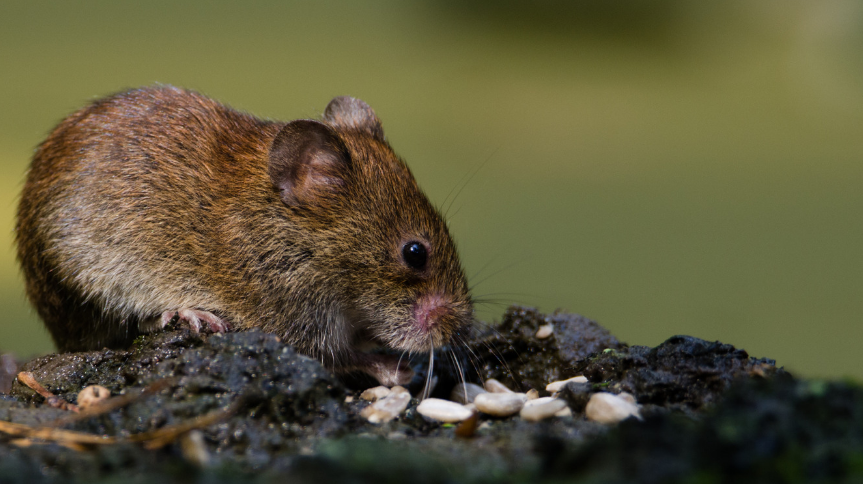 What are Rodent Droppings and Why are They Dangerous