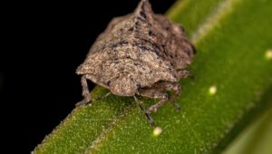 What are Stink Bugs?