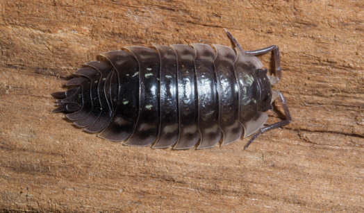 What are Woodlice