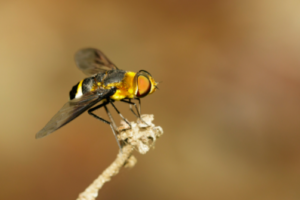 What are the Methods to Control Indoor Flies