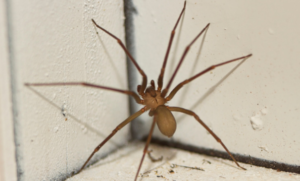 What is Brown Recluse Spider