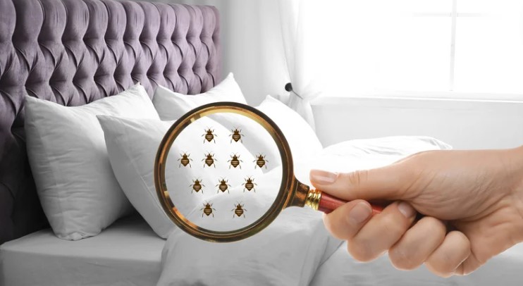 What is Heat Treatment for Bed Bugs