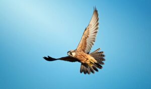 What is the Best Falcon Repellent