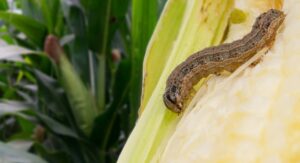 What is the Best Killer for Armyworms