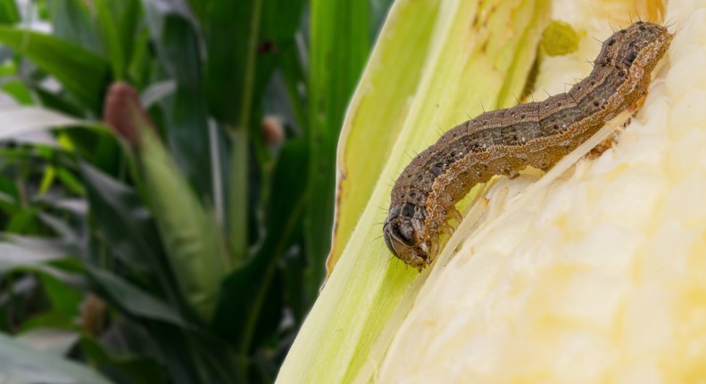 What is the Best Killer for Armyworms