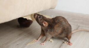 What is the Biggest Danger of Pests