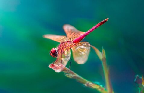 What is the Difference Between Damselfly and Dragonfly?
