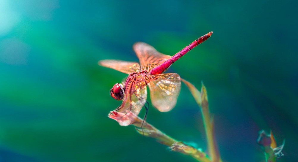What is the Difference Between Damselfly and Dragonfly?