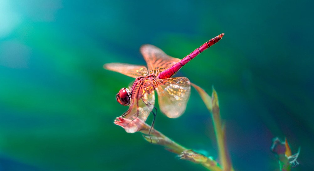 What is the Difference Between Damselfly and Dragonfly